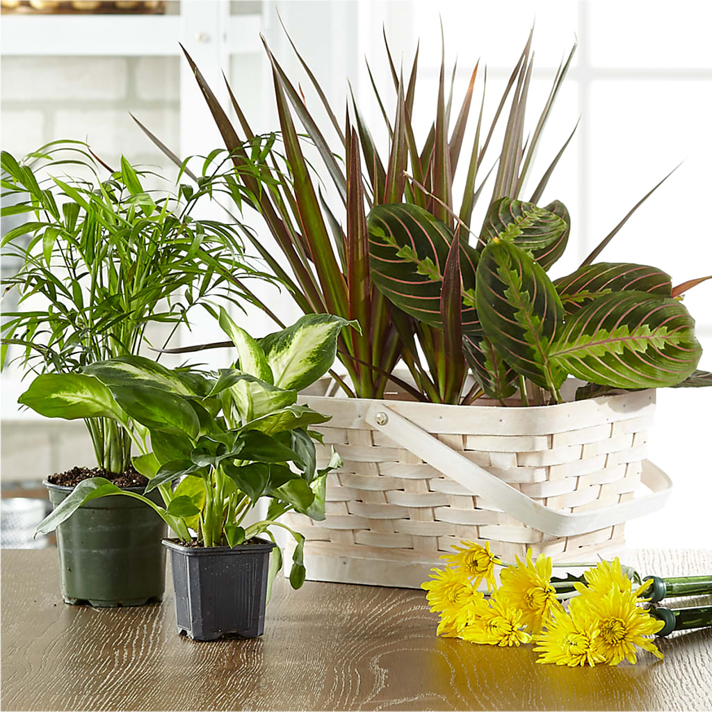 Florist Designed Blooming and Green Plants in a Basket – Accents By Jenny, Park Ridge IL