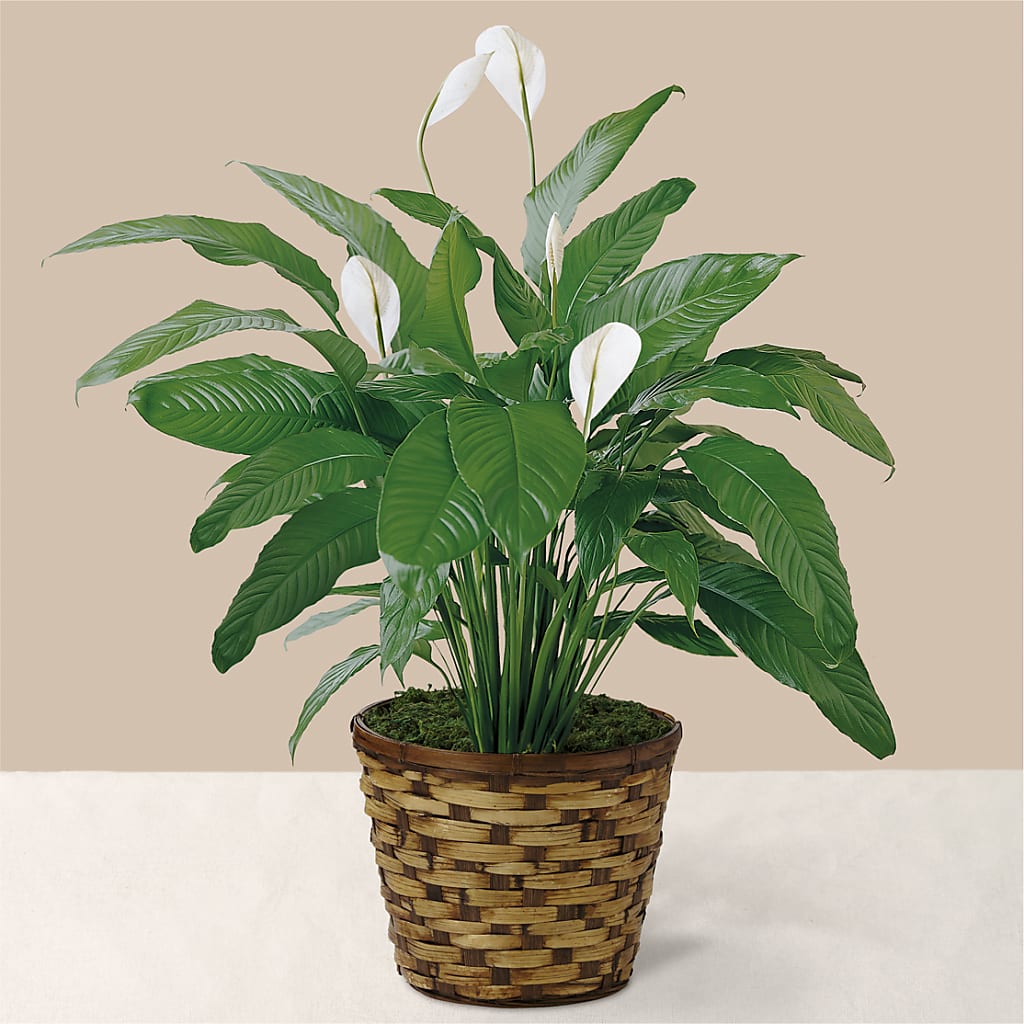 Tranquil Moments Peace Lily Plant – Accents By Jenny, Park Ridge IL