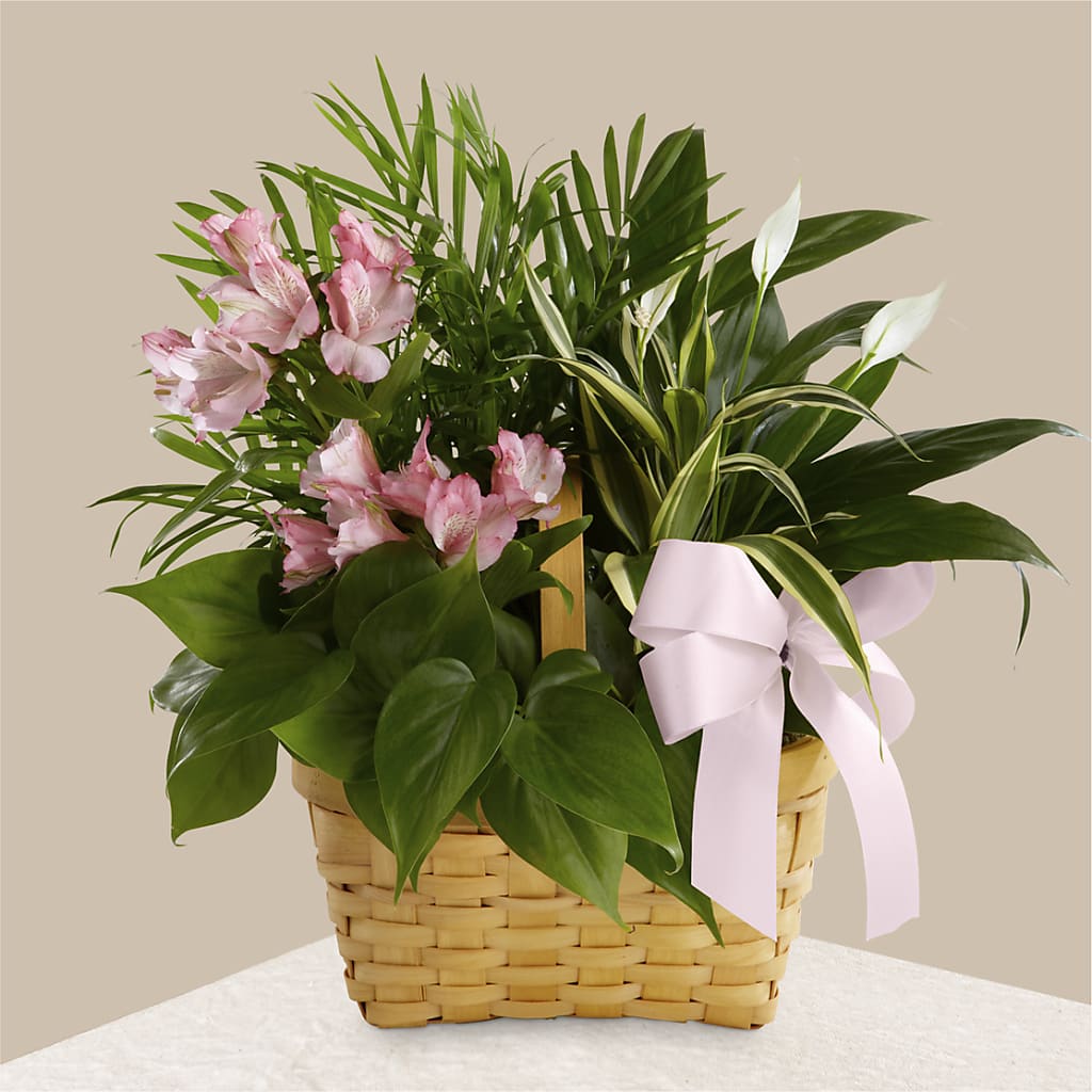 Living Spirit Dishgarden – Accents By Jenny, Park Ridge IL
