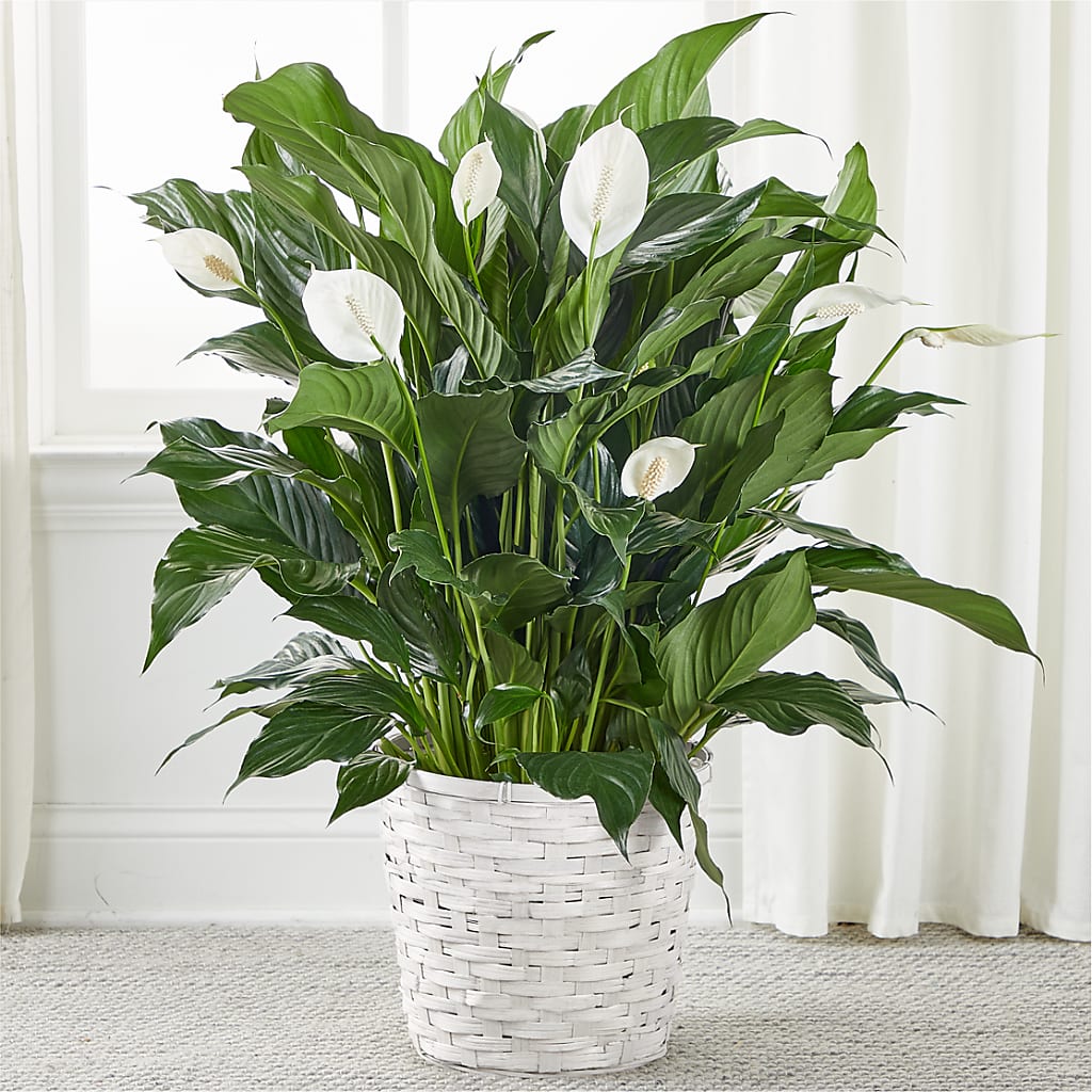 A New Leaf Peace Lily – Accents By Jenny, Park Ridge IL