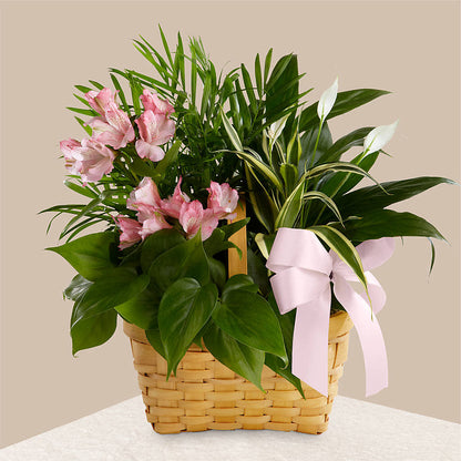 Living Spirit Dishgarden –  Accents By Jenny, Park Ridge IL