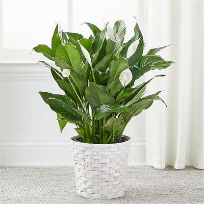 A New Leaf Peace Lily –  Accents By Jenny, Park Ridge IL