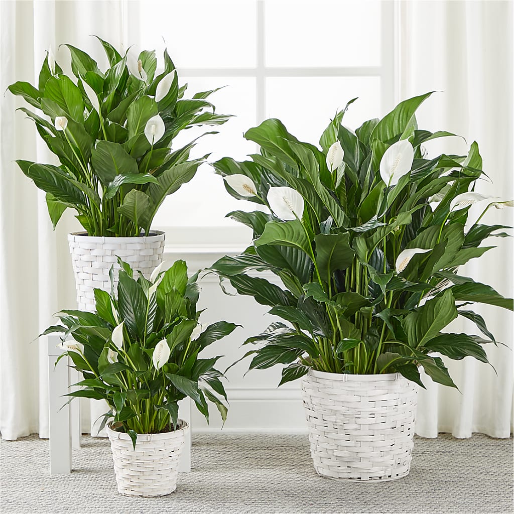 A New Leaf Peace Lily –  Accents By Jenny, Park Ridge IL